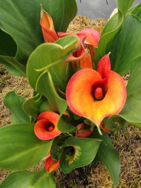 Disa-Orchidee   062.jpg